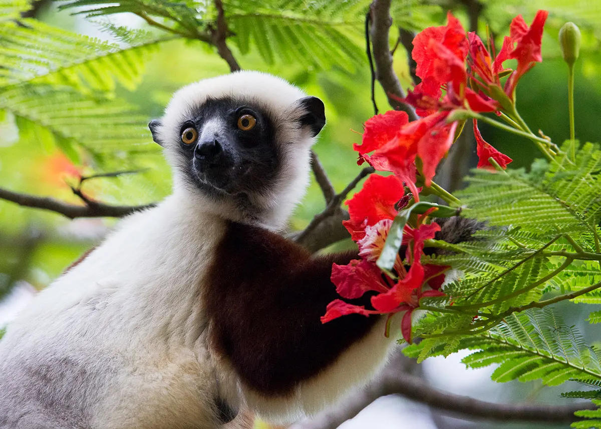 8 Day Wildlife Safari Tour in Madagascar