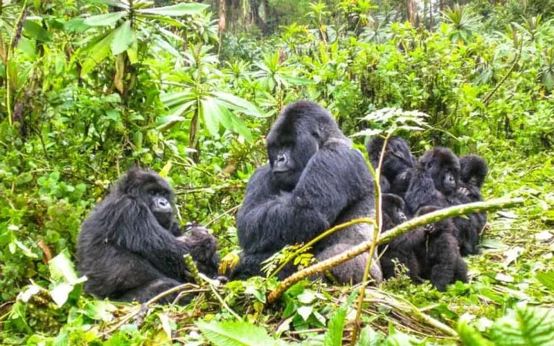 10-day kigali to akagera national park focus across Rwanda Guided time in Nyungwe Forest National Park on rwanda gorilla trekking