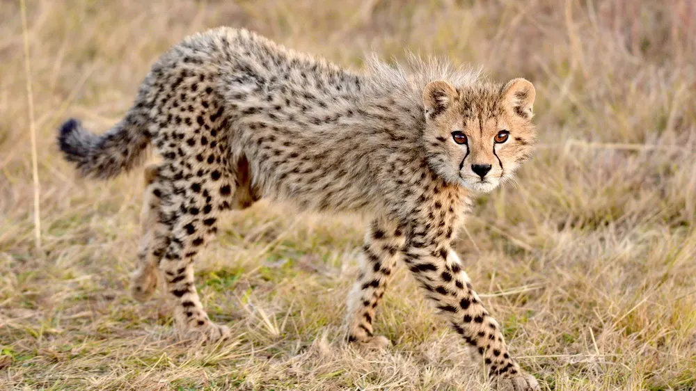 6-day Botswana Central Kalahari safari Chobe National Park Botswana Safaris