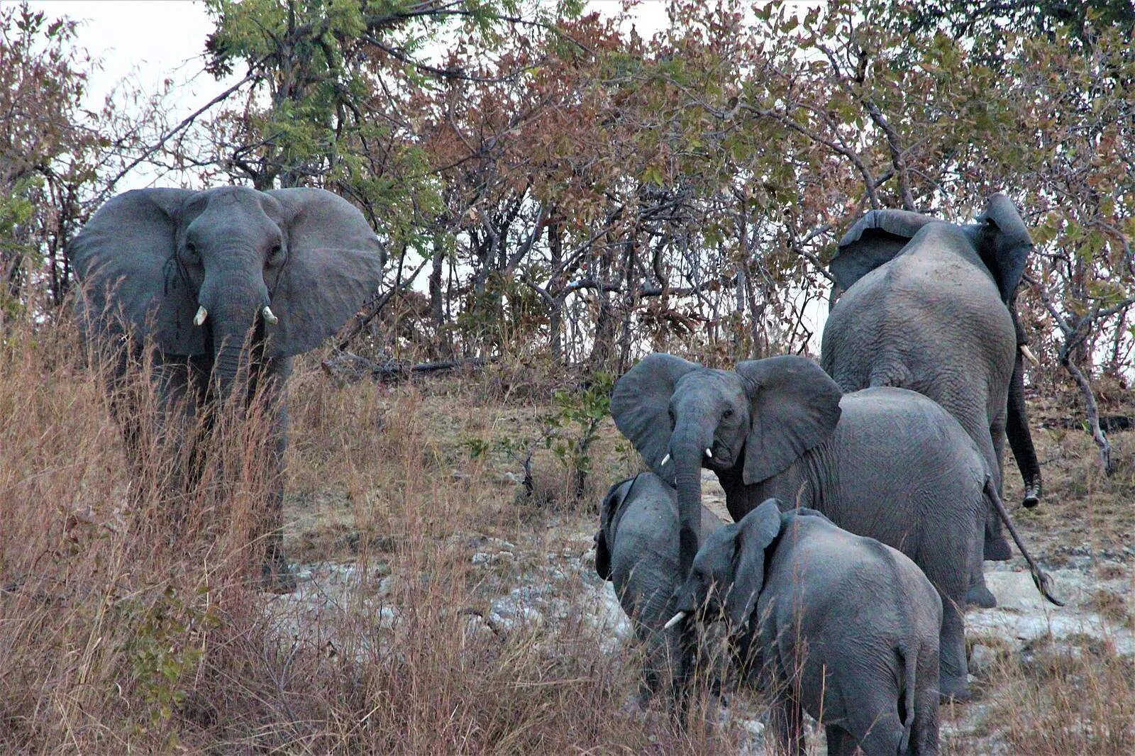 7-day North Luangwa trip focus across Kafue National Park On Zambia Safari
