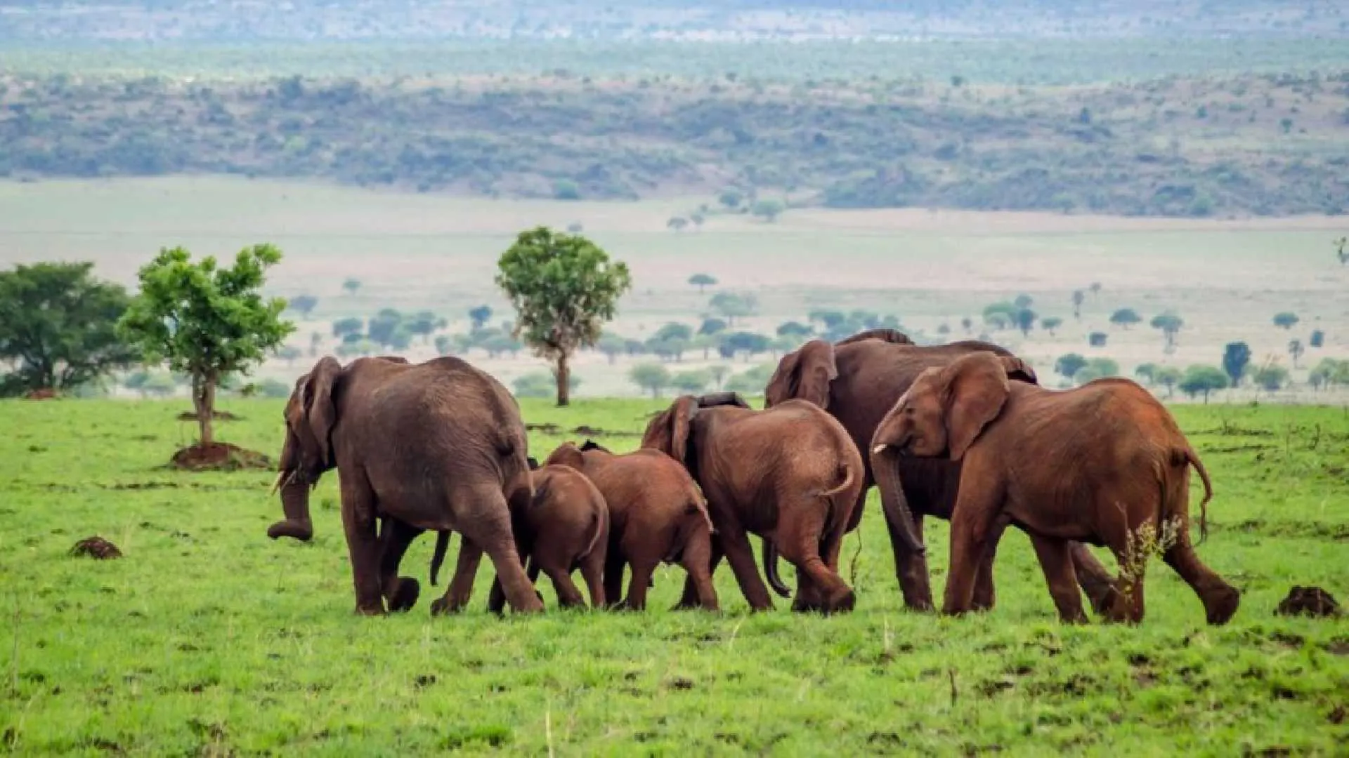 6-day Rushaga safari tours focus across Uganda Guided time in Kidepo Valley National Park