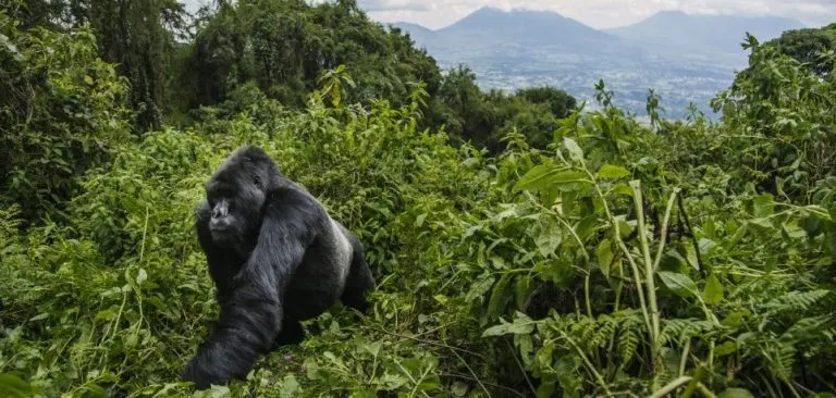 10-day lake kivu holiday rwanda focus across Rwanda Guided time in Volcanoes National Park gorilla tours rwanda