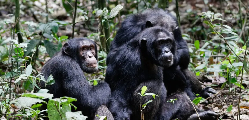 6-day Ruhija Uganda focus across Uganda Guided time in Kibale National Park On Uganda Safaris