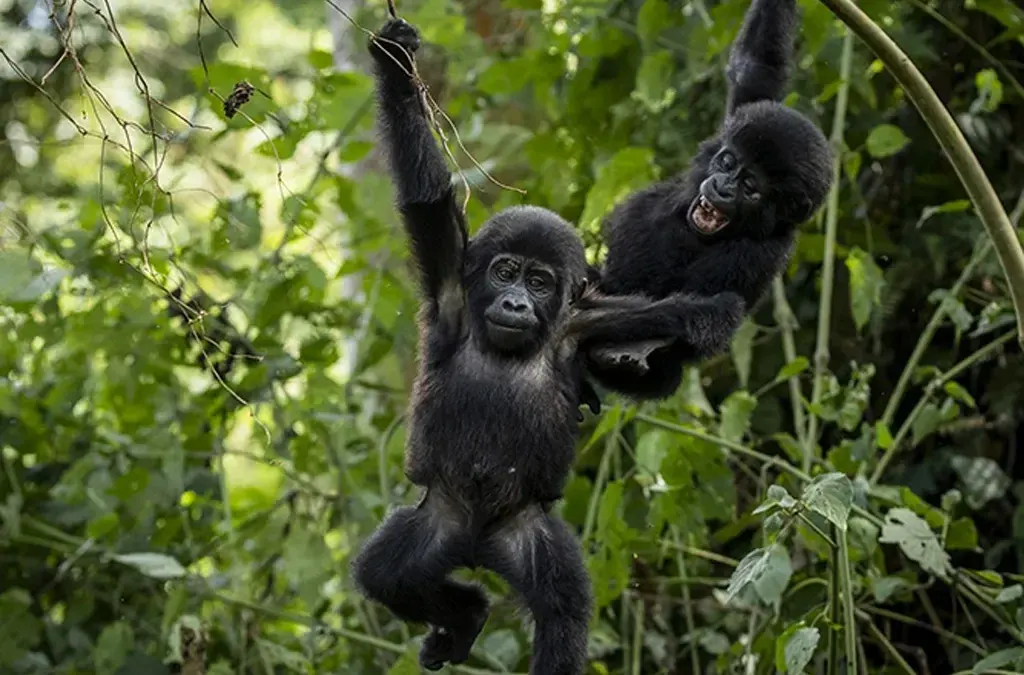 9-day safari Virunga National Park focus  Nyiragongo volcano zone On Dr Congo Sfaris