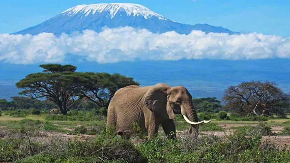 8 Day Tanzania Nyerere National Park on Tanzania Safaris