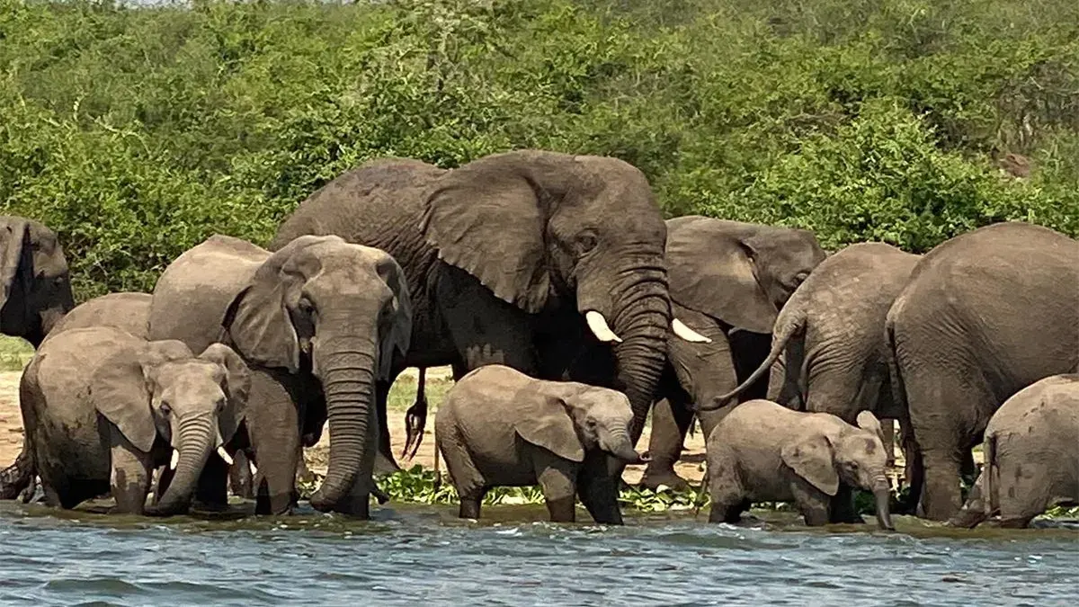 7-day Uganda Kisoro focus across Uganda Guided time in Queen Elizabeth Uganda Safaris