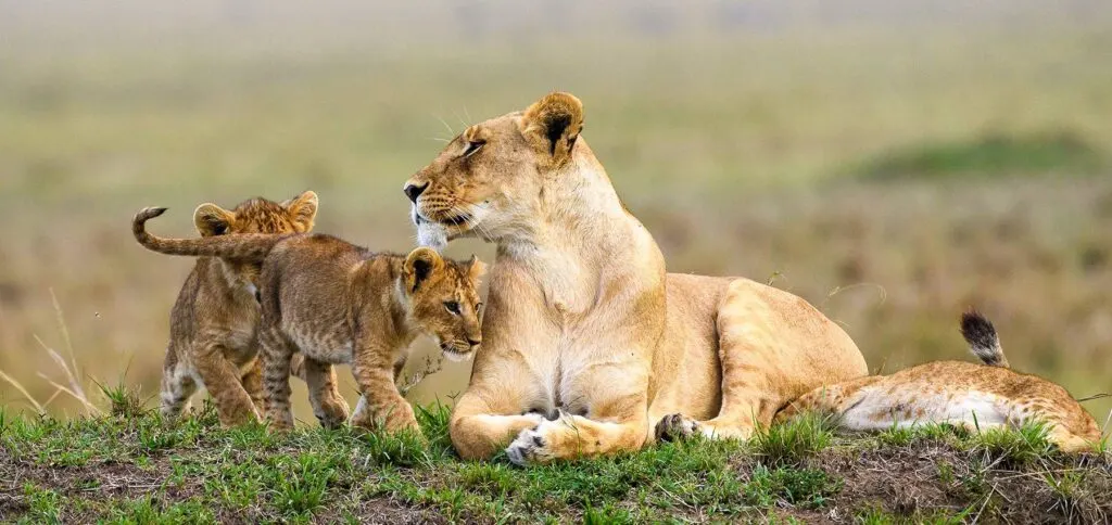 9-day game drive Bangweulu Wetlands Zambia Safaris in South Luangwa National Park