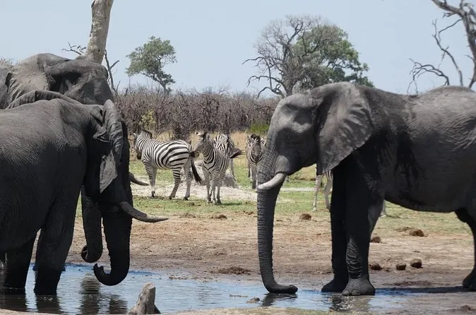 10-day Botswana Maun safari Tour Botswana in Central Kalahari