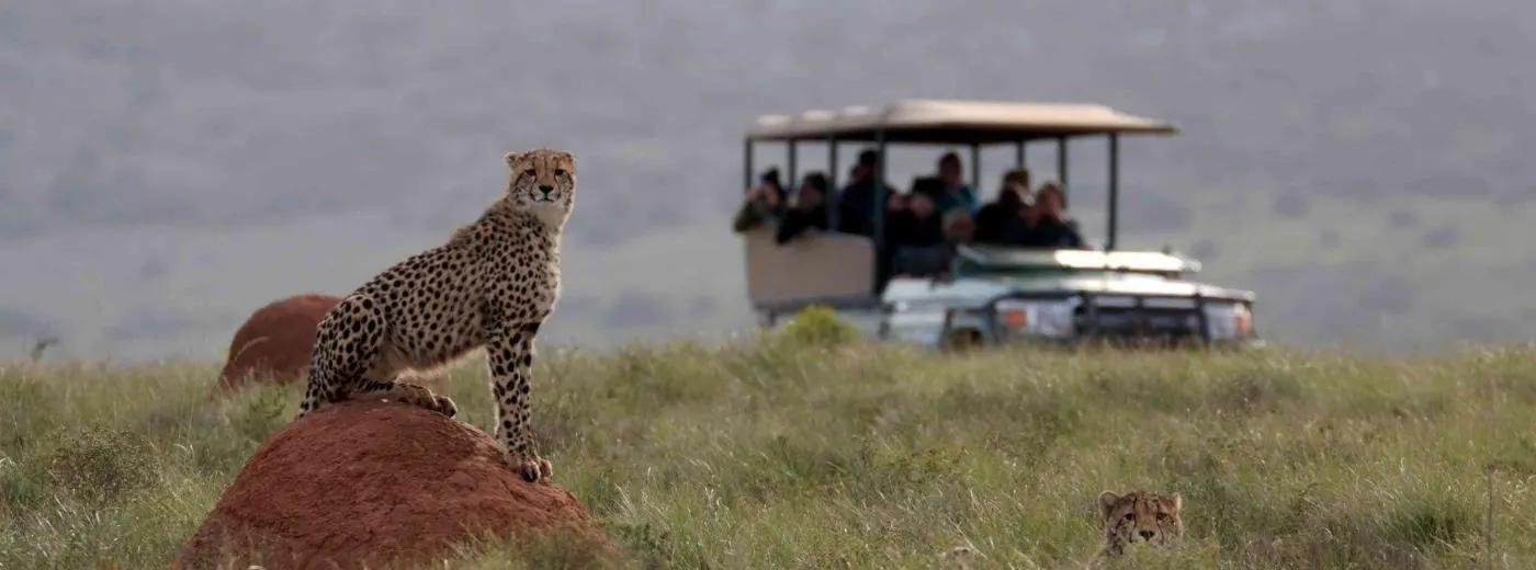 6-day luxury safari itinerary South Africa focus across Pilanesberg National Park
