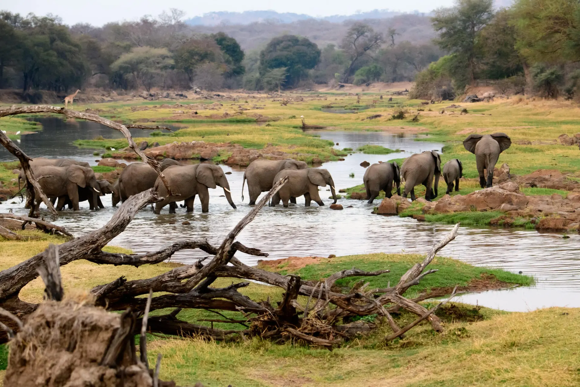 7-day Stone Town canoe safari focus across Tanzania Guided time in Ruaha National Park