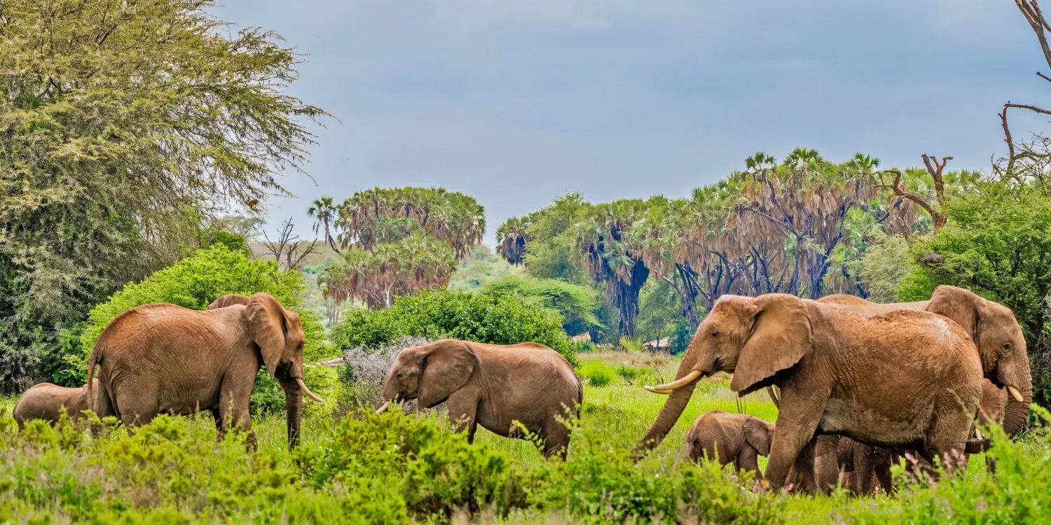 9-day Tiwi Beach tour focus across Kenya Guided time in Masai Mara National Reserve