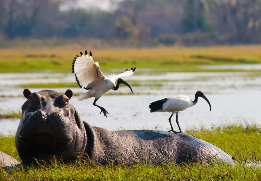 8-day Botswana Linyanti from uk focus across Botswana Guided time in Chobe National Park