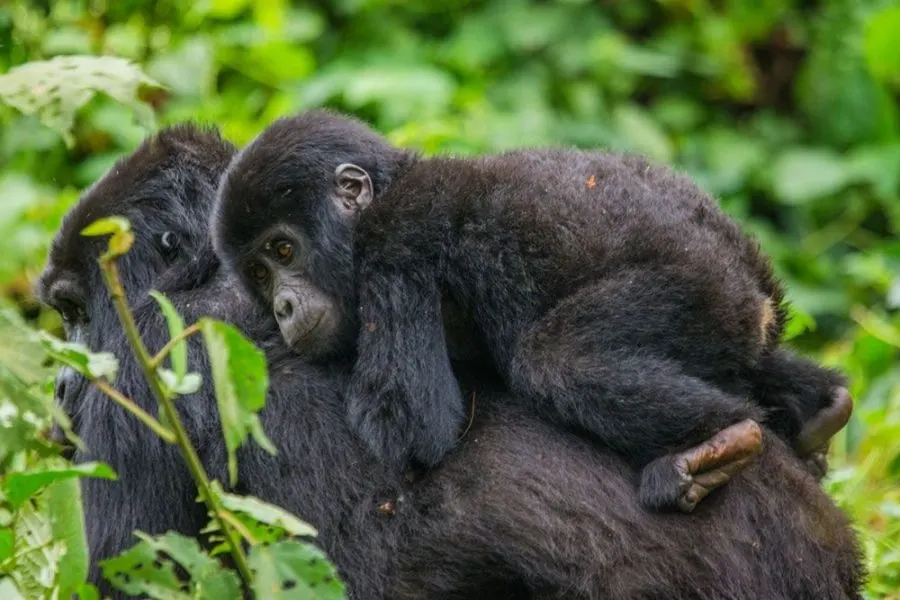 8-day Uganda short gorilla trek focus across Uganda Guided time in Bwindi Impenetrable National Park