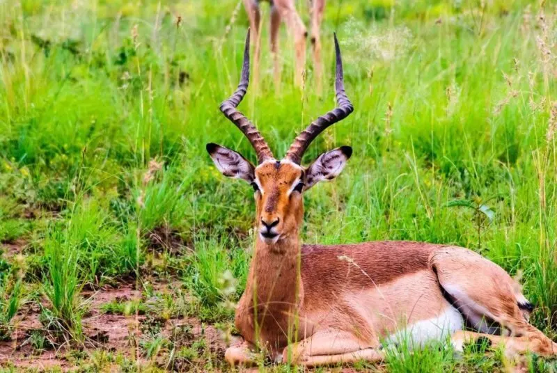 7-day South Africa conservation safari focus across in Kruger National Park