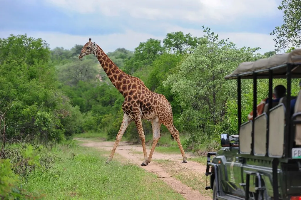 9-day South Africa Safari Sabi Sand holiday in Sabi Sand Game Reserve