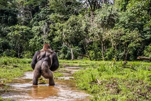 9-day Democratic Republic of Congo safari cost focus across  Nyiragongo volcano zone