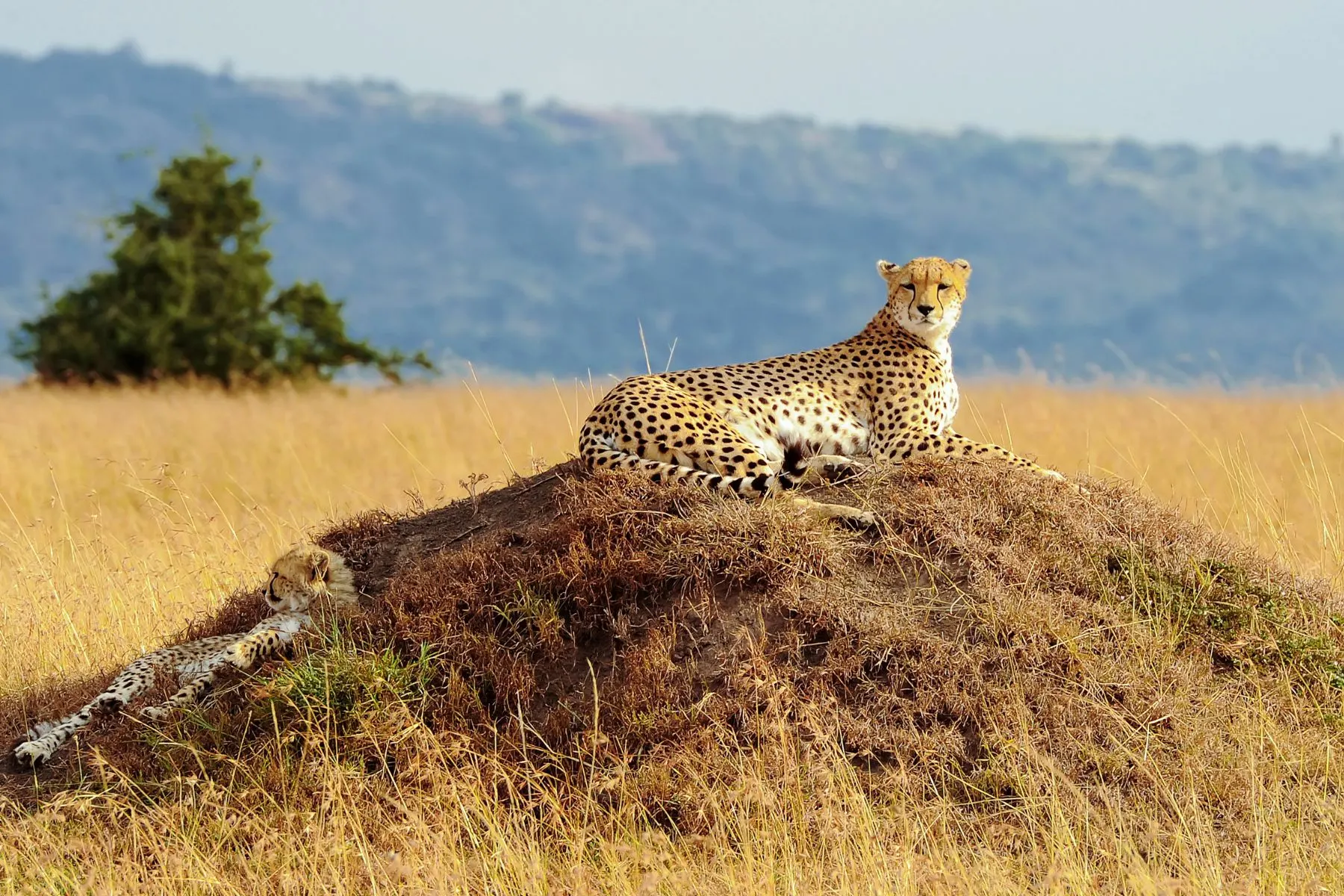 9 Day Wildlife Safari Experience Kenya Safari Tours