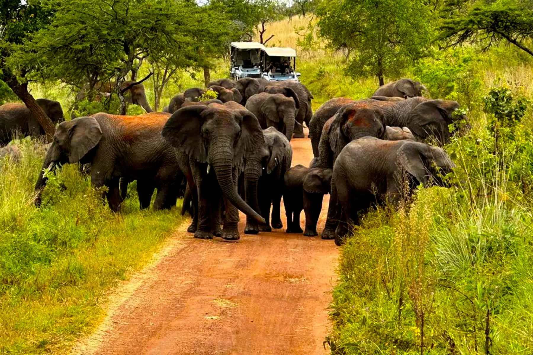 8-day  Gishwati safari focus across Rwanda Safaris Guided time in Lake Kivu