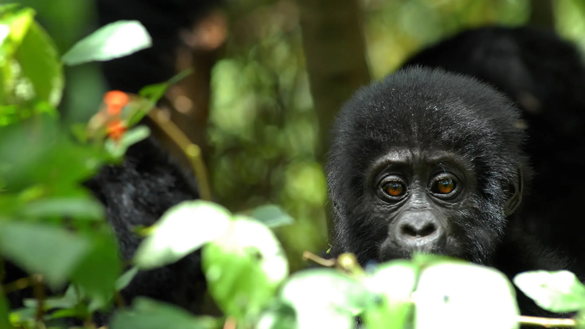 6-day Uganda safari Mgahinga Gorilla National Park focus across Uganda Guided time in Lake Mburo National Park