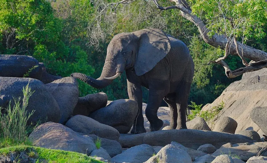 6-day Liuwa Plains Zambia safari focus across South Luangwa National Park