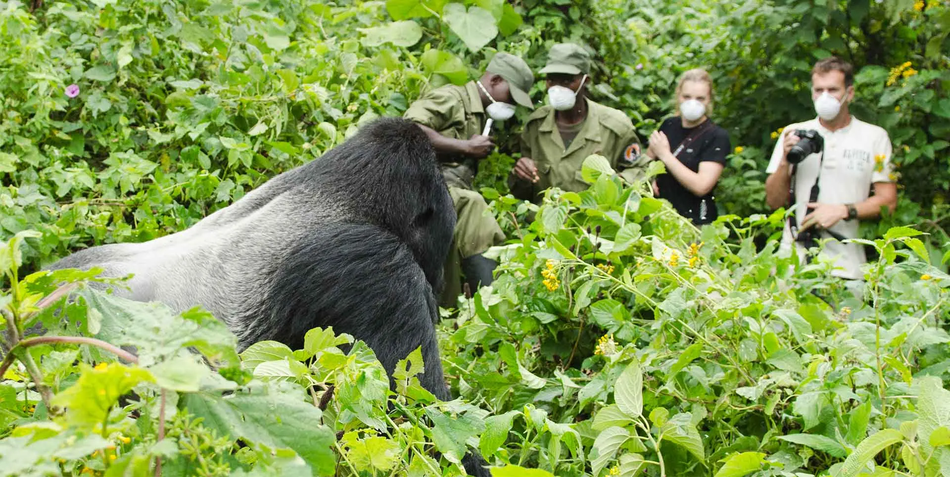 9-day safari Nyiragongo  Dr Congo Safaris focus across  Kahuzi-Biega National Park