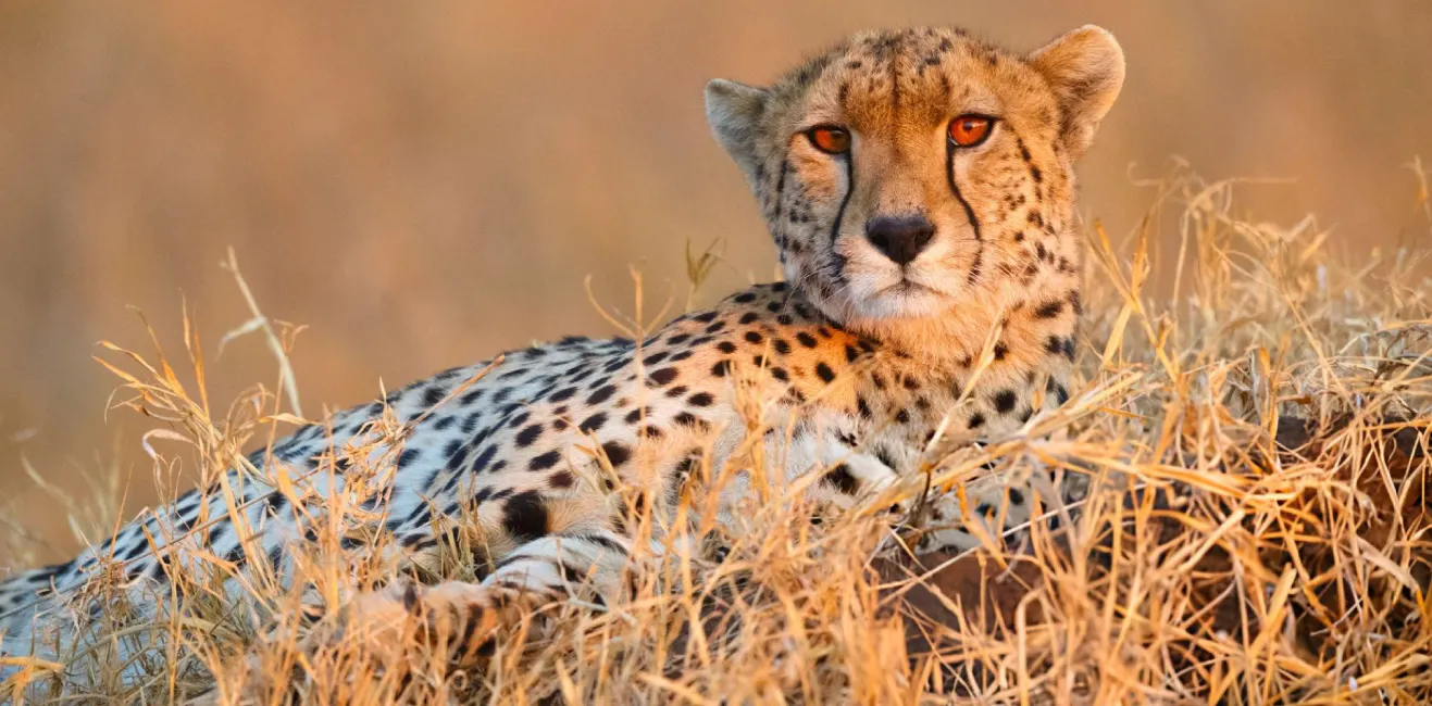 7-day Nungwi itineraries Combined with kenya and tanzania safari