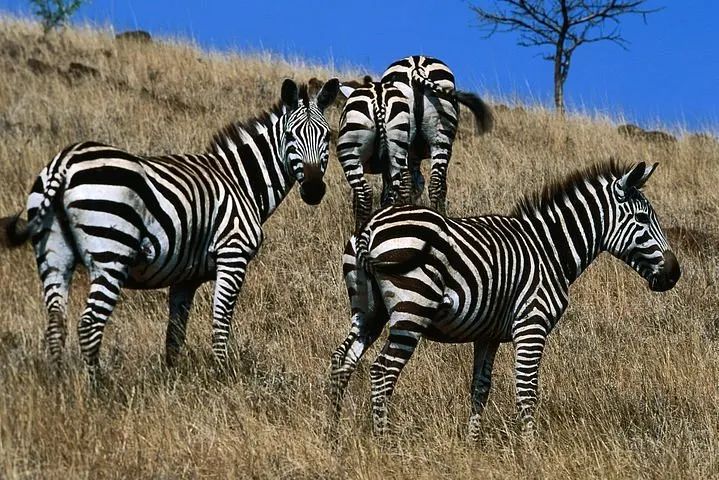 9-day Safari Ethiopia, Addis Ababa packages focus across Danakil Depression