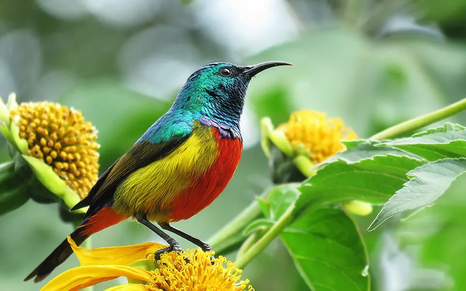 9-day birding safari Nyungwe Forest focus across Rwanda Safari Guided time in Volcanoes National Park