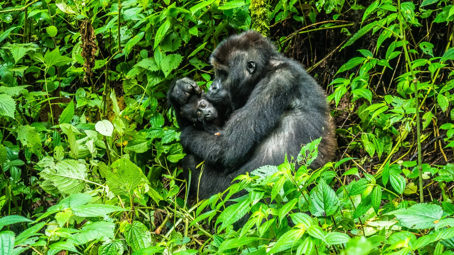 9-day  Mikeno safari focus across Virunga National Park On Safari Tour Dr Congo