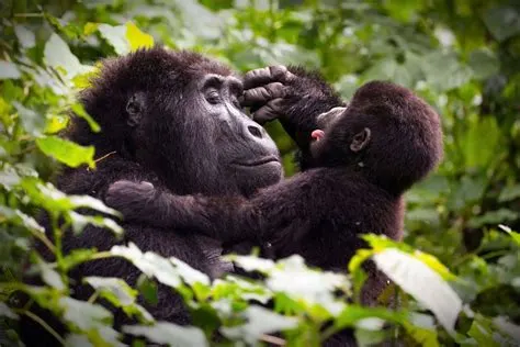 6 Day Gorilla Trekking Safari Tours in Mgahinga Gorilla and Bwindi National Park Safaris