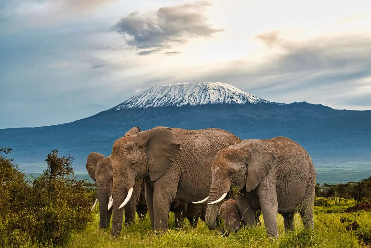9-day leopard safari Pemba and Kilimanjaro National Park on safari in africa tanzania