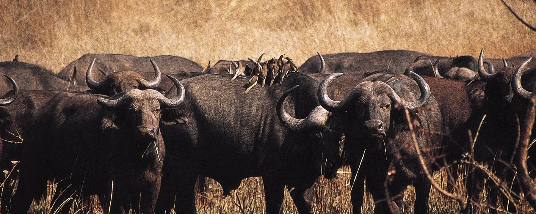 6-day leopard safari Majete Malawi focus across Malawi Guided time in Lake Malawi
