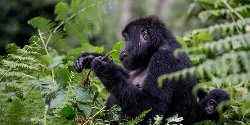 9 Day Guided Gorilla Trekking in Mgahinga Gorilla Safari Tours