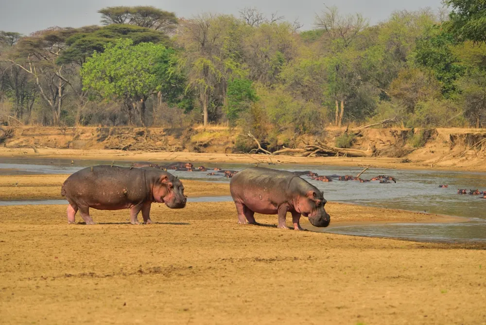 9-day Bangweulu Wetlands Safari in Nambia in Lower Zambezi National Park