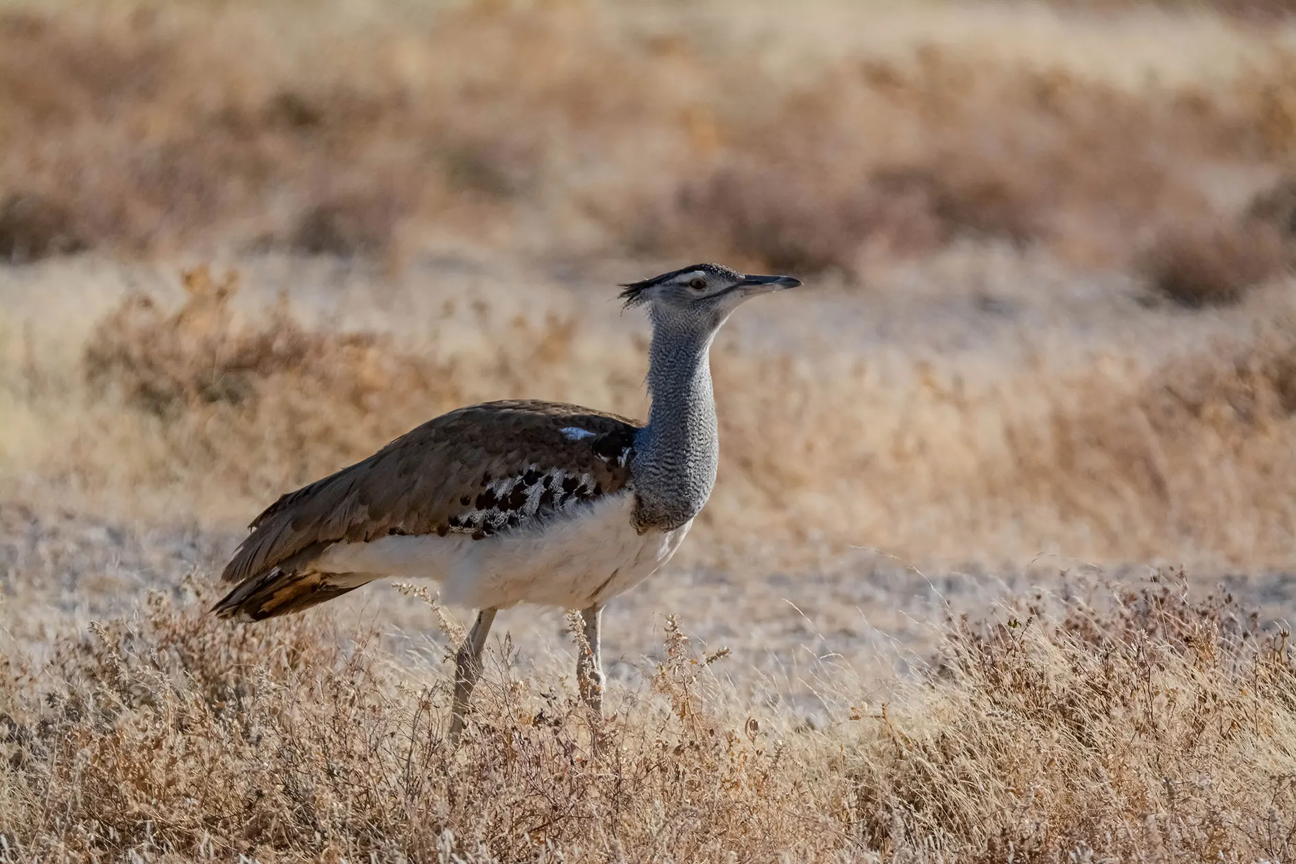 6-day Skeleton Coast birding safari focus  in Sossusvlei On African Tour Safari Namibia