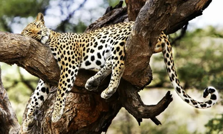 7 Day Best Kenya Wildlife Safari Tour in Samburu National Reserve