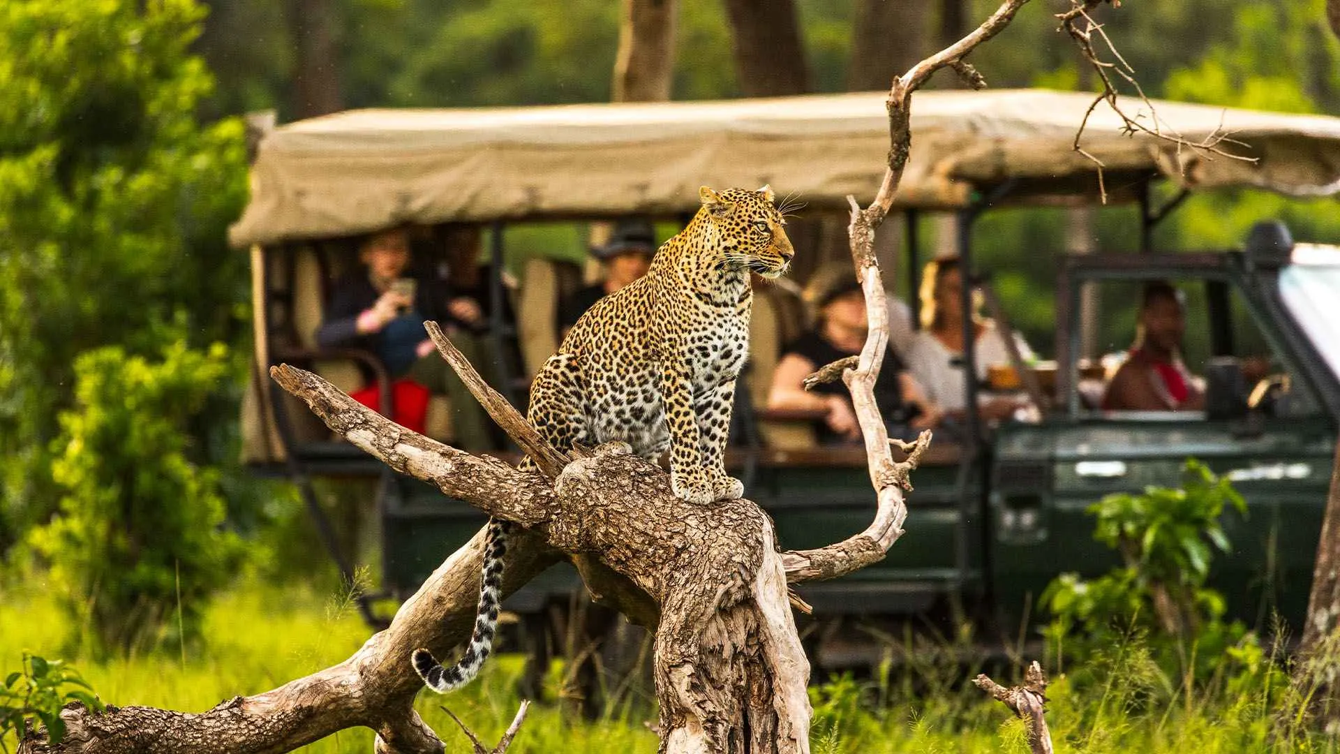 7-day Amboseli Safaris and gorilla trekking Tours On Kenya Safaris