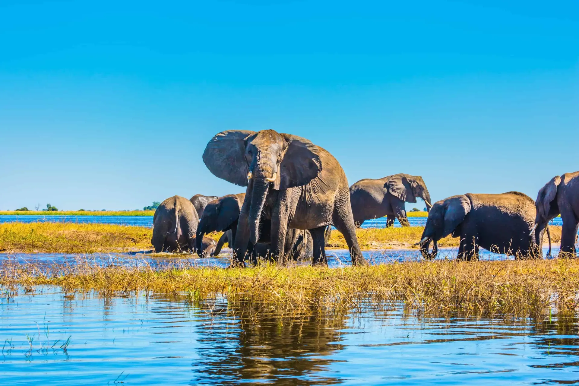 7-day elephant safari Central Kalahari Botswana in Okavango Delta