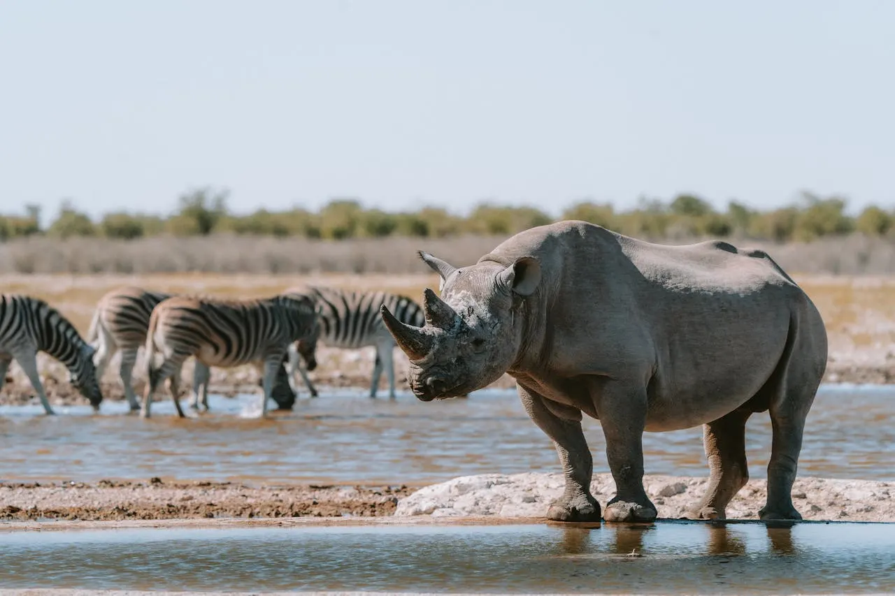 8-day Swakopmund Namibia Safaris in Etosha National Park