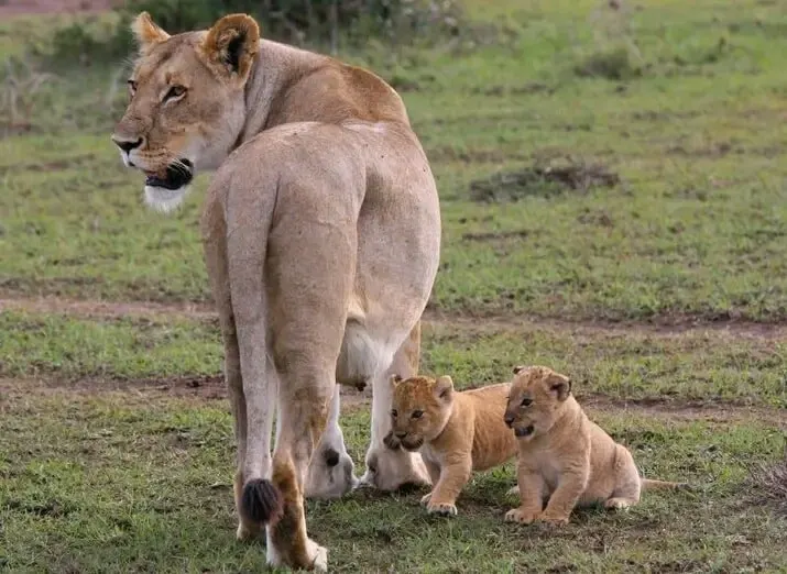 10-day Nairobi National Park price focus across Kenya Safaris Guided time in Lake Nakuru National Park
