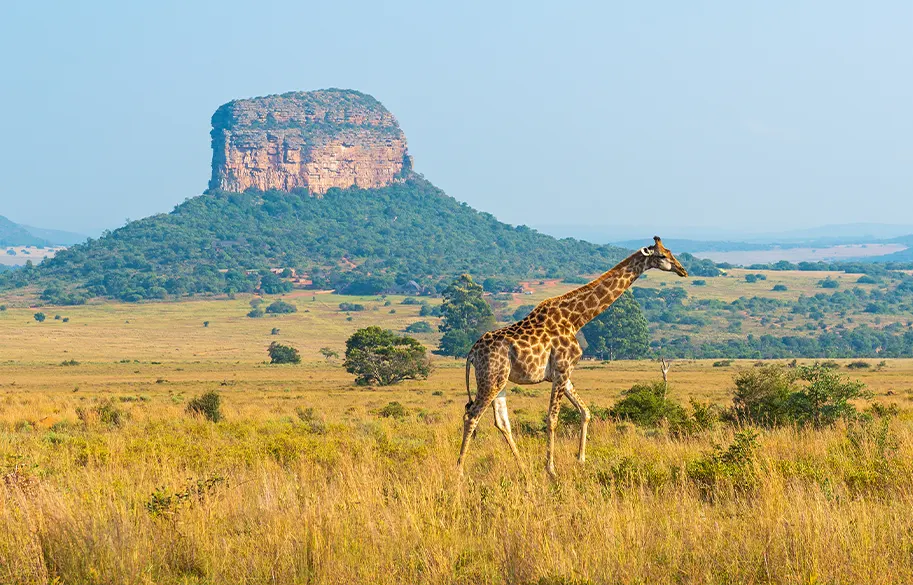 6-day Phinda itinerary focus across South Africa Guided time in Addo Elephant National Park