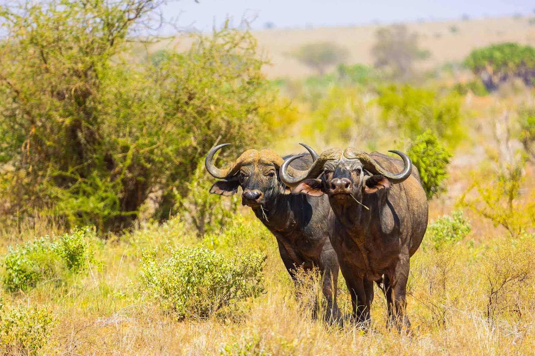 7 Day Wildlife Safari in Lake Nakuru on Tour Safari Kenya