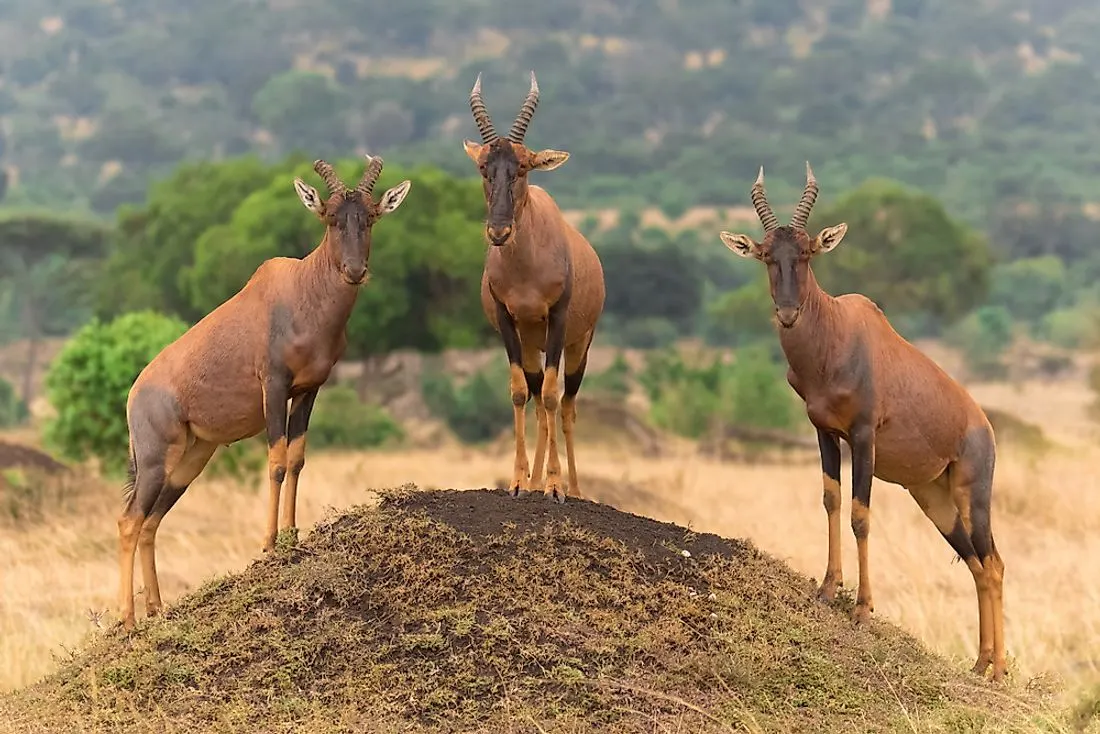 8-day safari Kigali focus across Rwanda Safari Guided time in Nyungwe Forest National Park