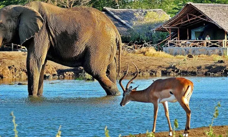 8 Day Kenya Wildlife Safari Tour Experience in Nairobi National Park