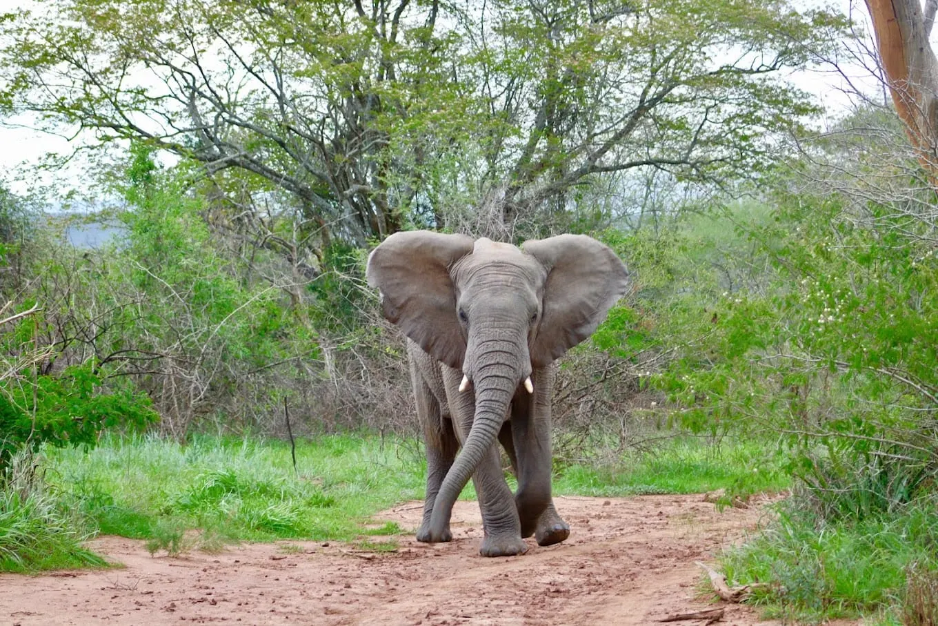 9-day Akagera National Park family safari focus across Rwanda Safaris Guided time in Nyungwe Forest National Park