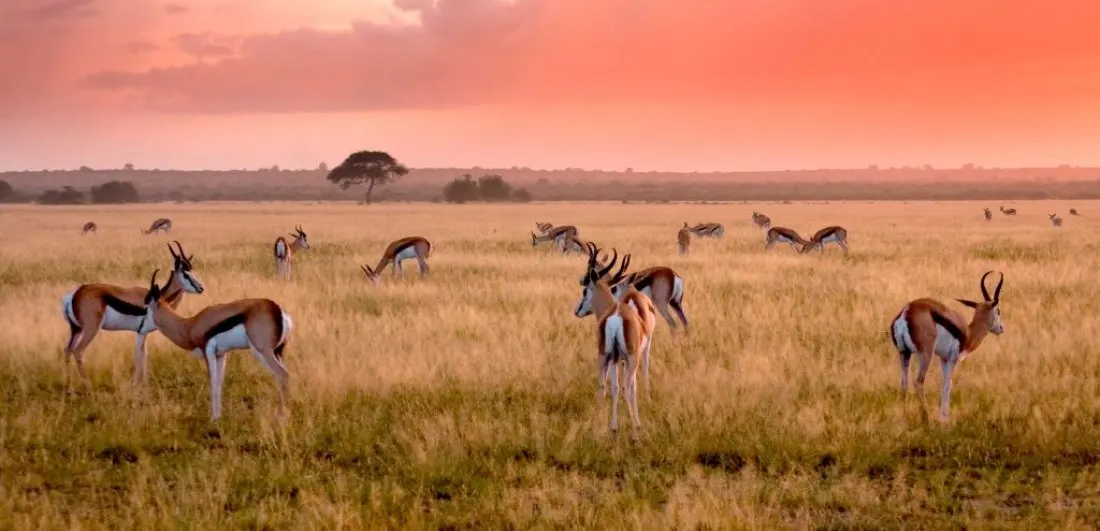 8 Day Wildlife Safari in Central Kalahari Safari in Botswana