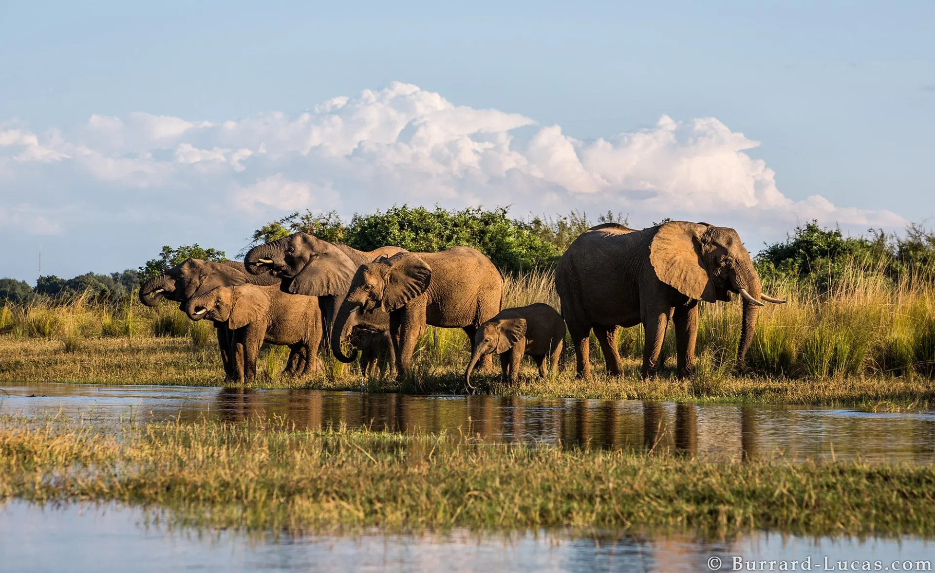9-day Kasanka trips focus across Zambia Safaris in Kafue National Park