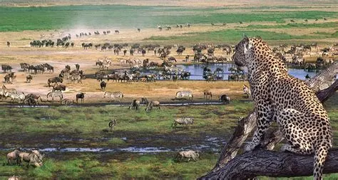 8-day Paje leopard safari and Serengeti Safari Tours