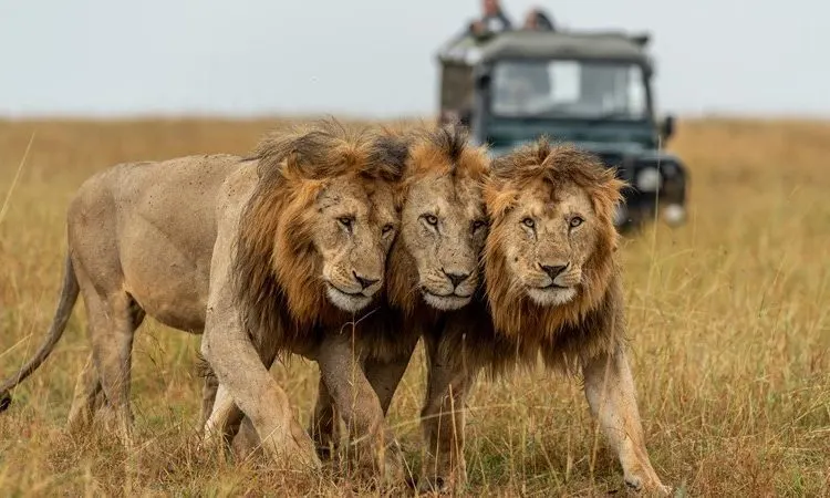 9-day Tanzania Pemba holidays with Serengeti National Park safaris in tanzania