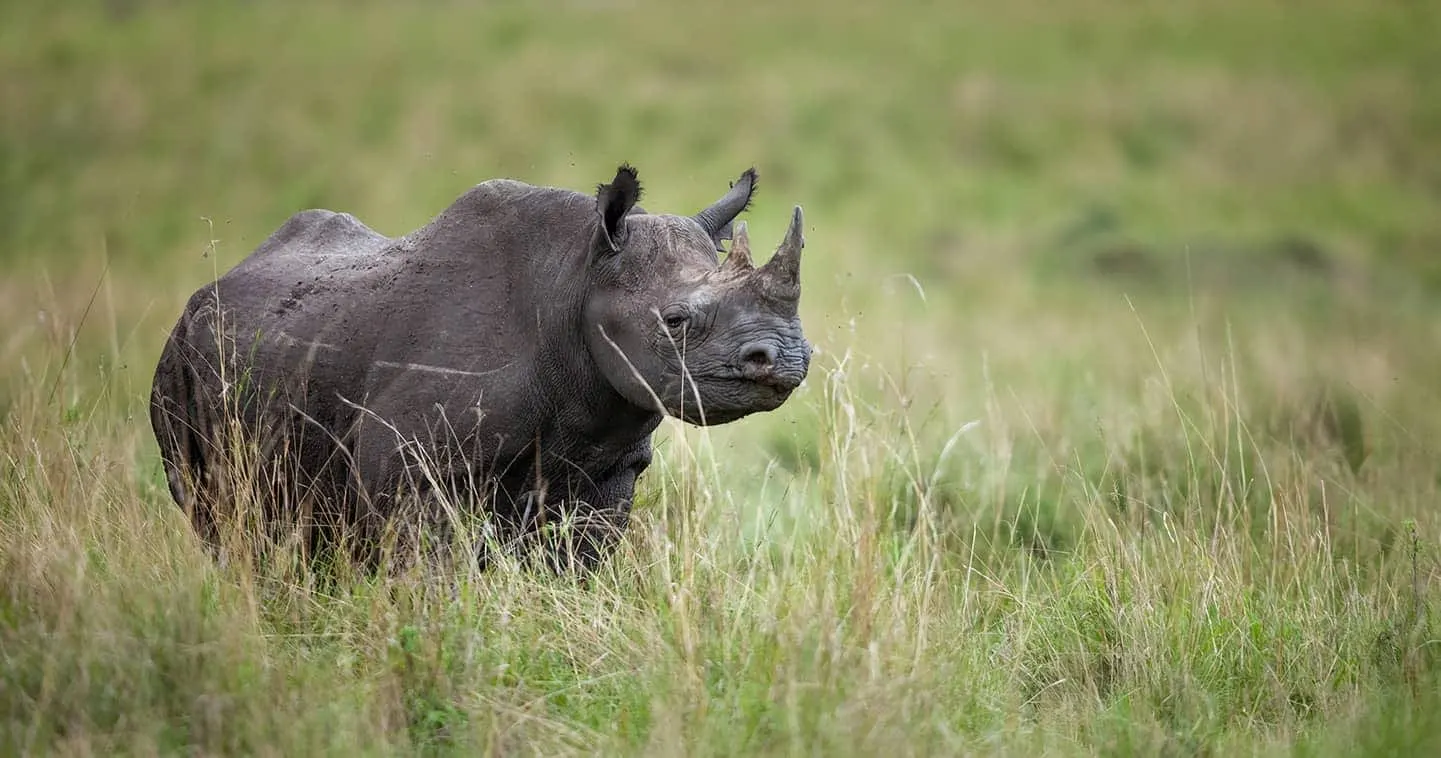 9-day lion safari Samburu Kenya focus across Kenya Safari Guided time in Nairobi National Park